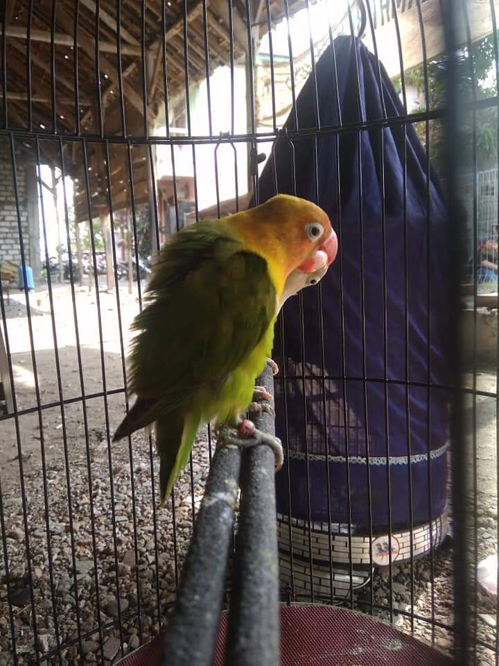 Cara Paling Ampuh Cetak Lovebird Paud Konslet Info Burung