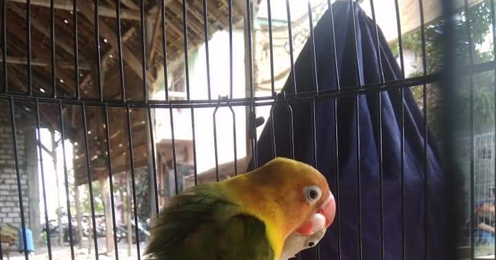 Cara Paling Ampuh Cetak Lovebird Paud Konslet Info Burung
