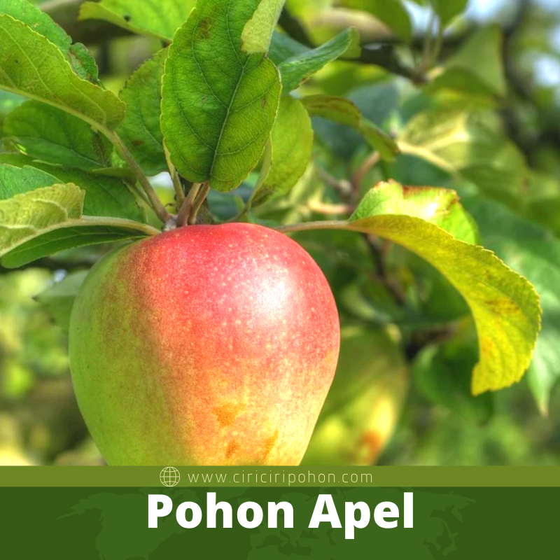 Pohon Apel