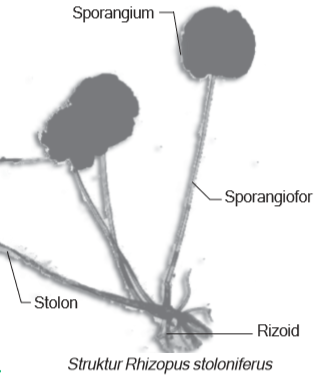 Rhizopus stoloniferus