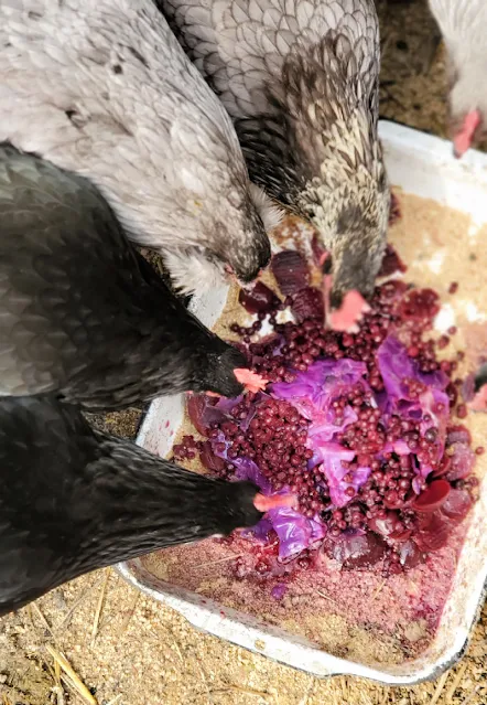 chickens eating vegetables out of tray