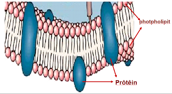 Màng sinh chất của sinh vật nhân sơ