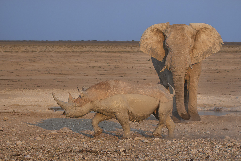 Do Elephant Tusks or Rhino Horns Ever Grow Back?