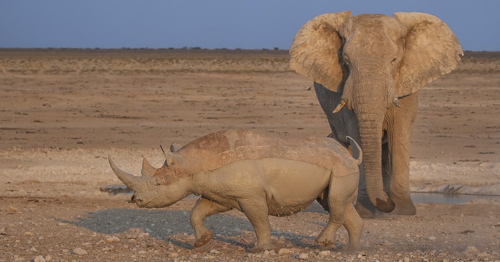 Do Elephant Tusks or Rhino Horns Ever Grow Back?