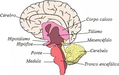 Partes de um Encéfalo Humano Encéfalo Humano