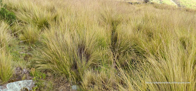 hierba-andina