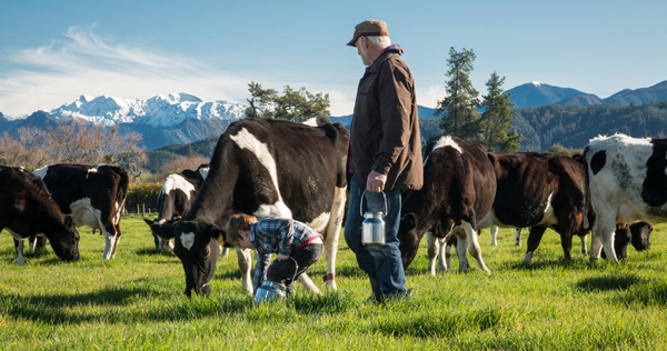 Apa Itu Sapi Baru A2 yang Dipercaya Menghasilkan Susu yang Lebih Sehat