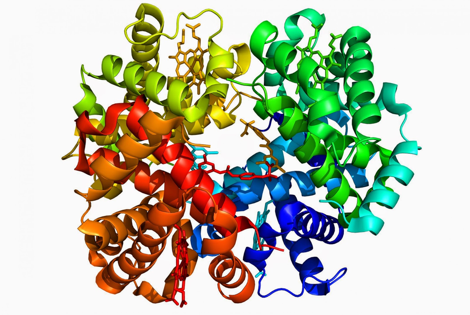 3д структура молекулы белка гемоглобина