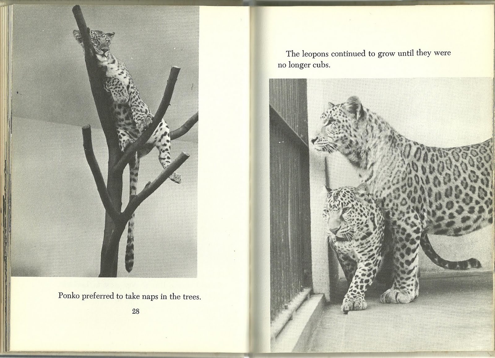 THE STORY OF LEOPONS THE STORY OF LEOPONS