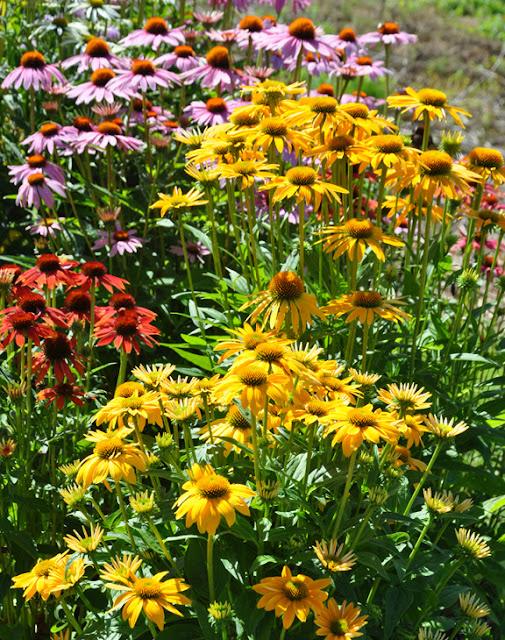 Three Dogs in a Garden Echinacea Plant them for the Bees & Butterflies