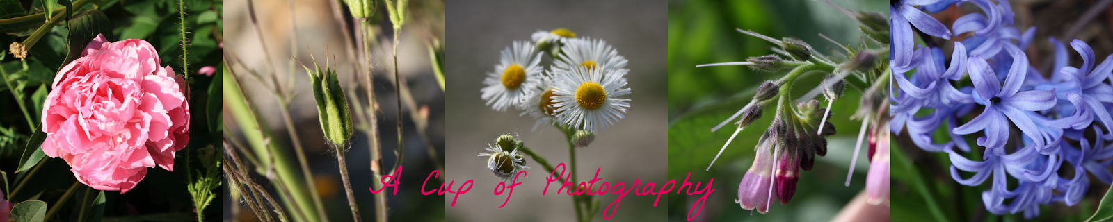 A Cup of Photography