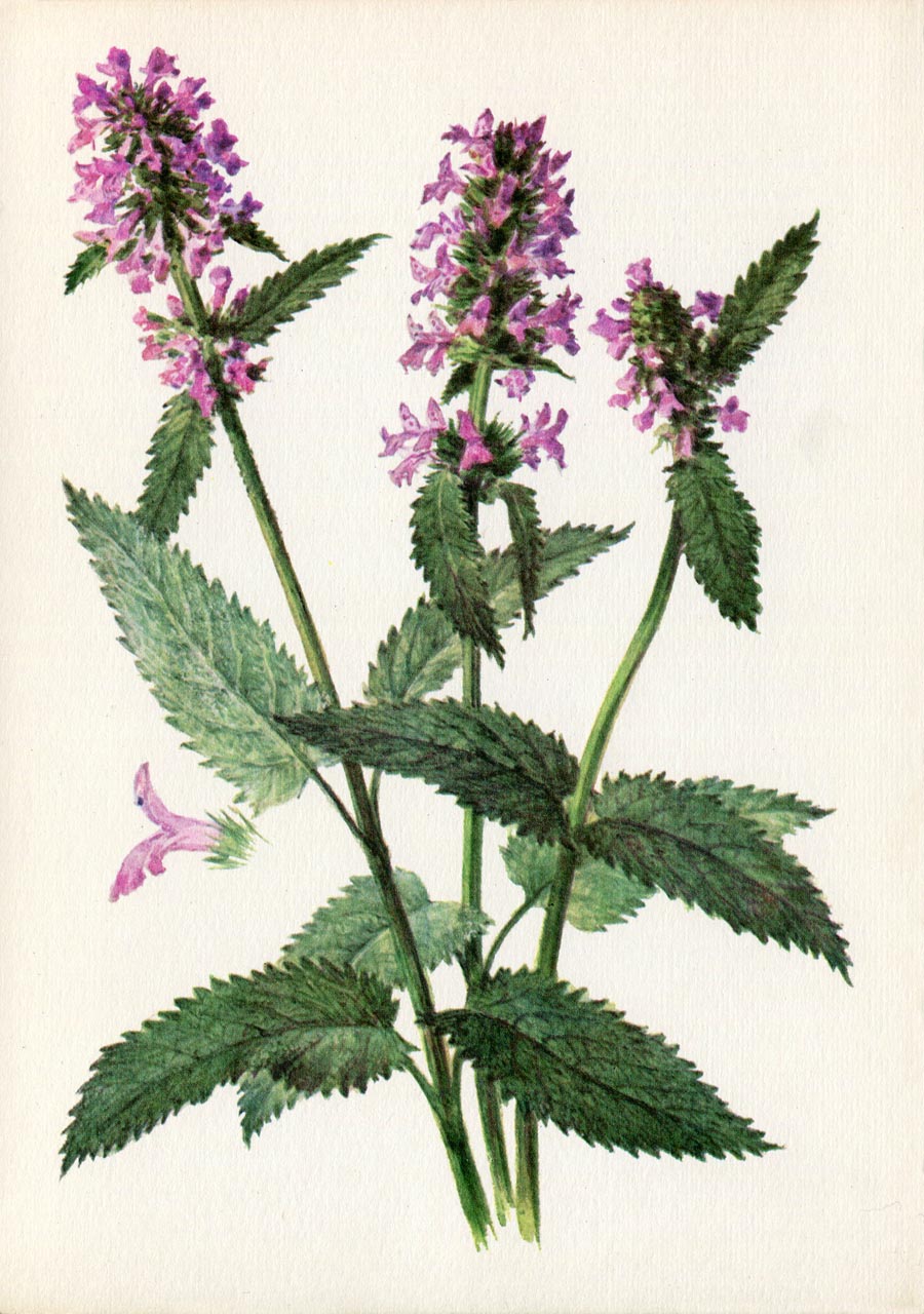 Лесные травы названия. Лекарственные растения. Буквица лекарственная - betonica officinalis. Лечебные растения. Буквица чистец лекарственный.