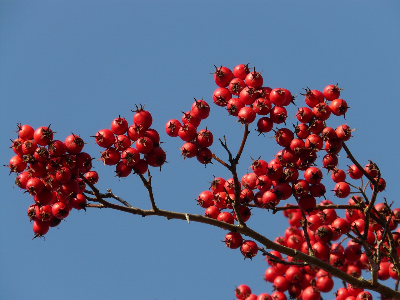 Thorn Trees