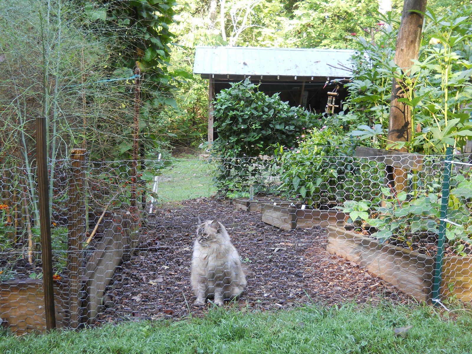 squirrel proof garden fencing Fasci Garden