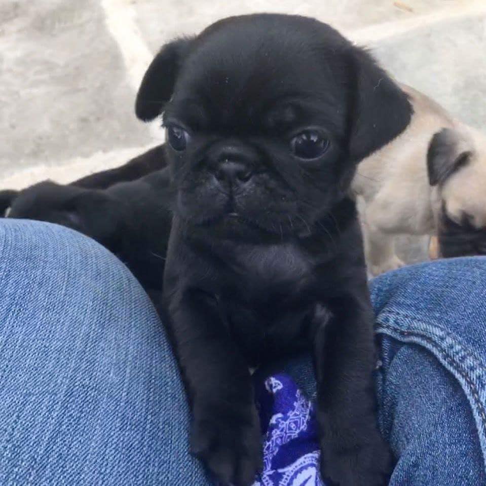 PUG PUPPIES AND CHARACTERISTICS OF PUG PUPPIES FOR SALE PUGS FOR SALE