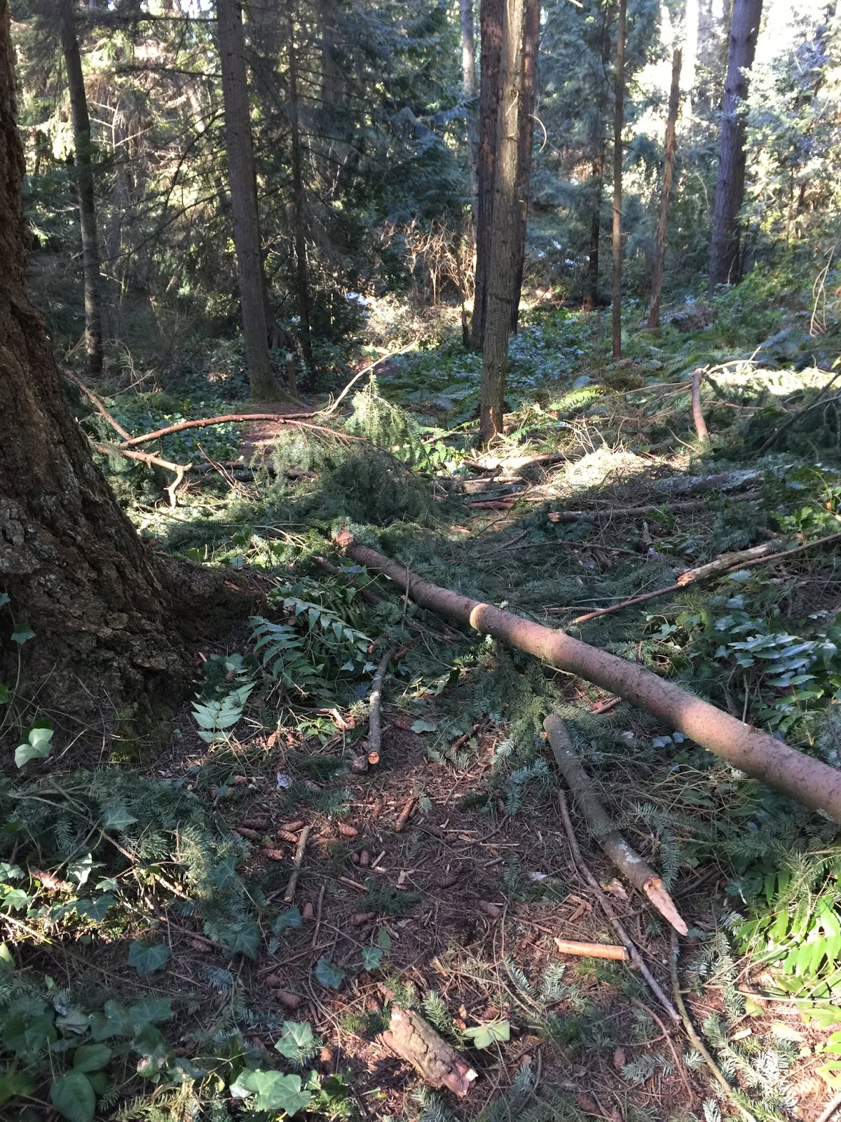 Shoreline Area News Photo Hamlin Park after the storms