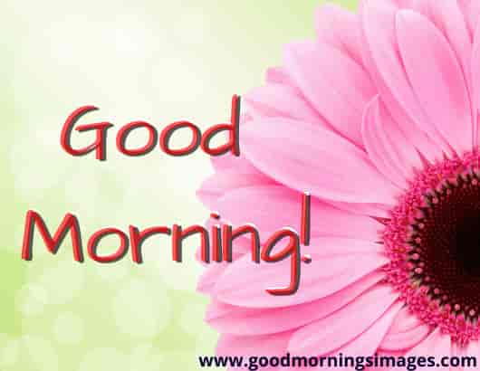 Good Morning Shayri For Sister Good Morning Shayri For Sister