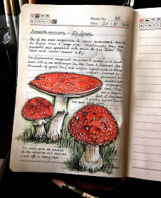06-Mushroom-Amanita-muscaria-Fly-Agaric-J-Brown-www-designstack-co