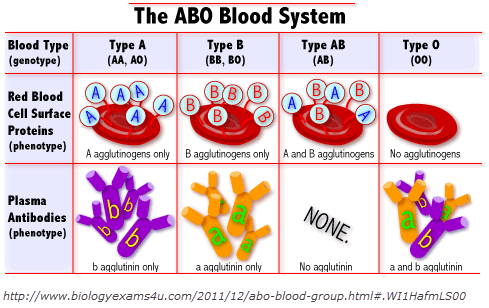 Jika orang tua golongan darah ab dan o maka anaknya