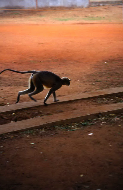 Semnopithecus hypoleucos Semnopithecus hypoleucos