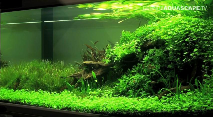 aquabie-hydrocotyle-tripartita-dungeons-dragon