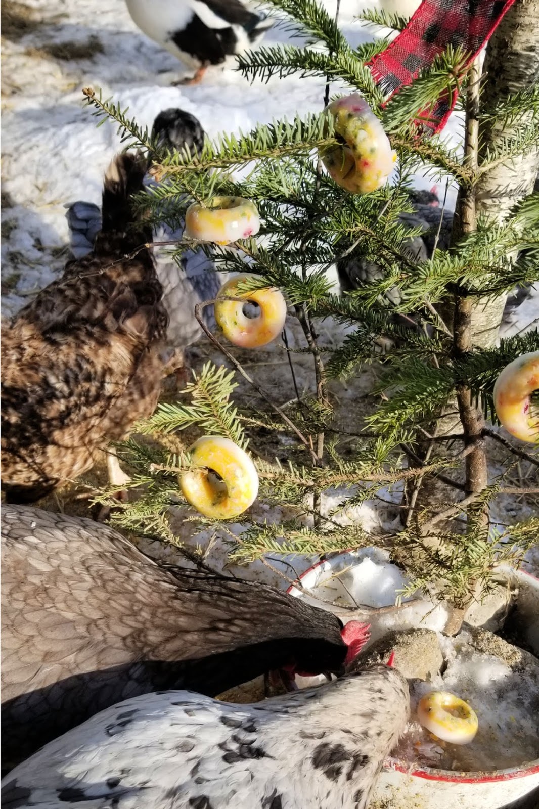 Edible Coconut Oil Chicken Christmas Tree Ornaments Fresh Eggs Daily