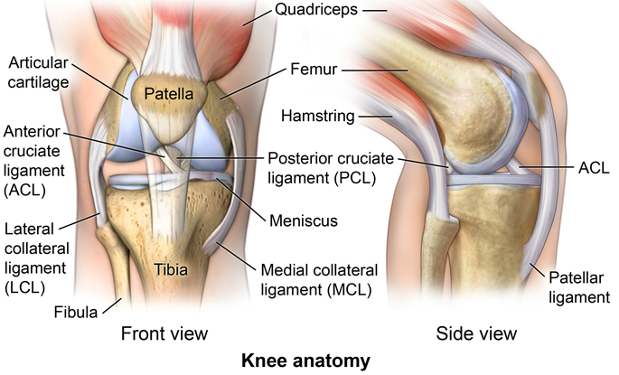 Anatomi Sendi Lutut Manusia