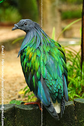 bird birds asian southeast merlion park aviary wayfarer goes