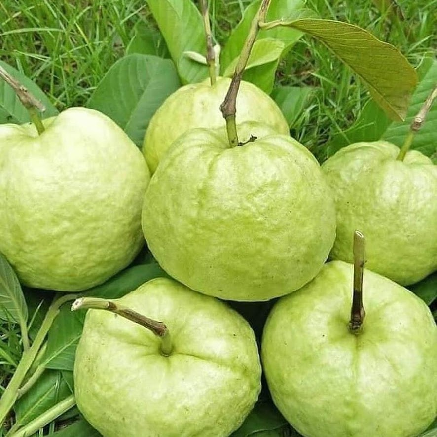 BIBIT JAMBU KRISTAL tanpa biji okulasi unggul bisa COD Tangerang Selatan