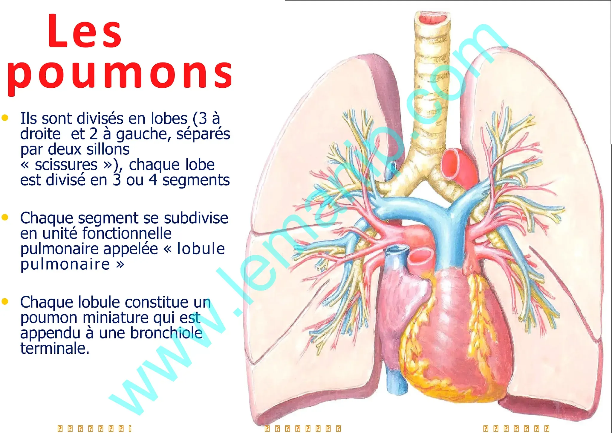 Les lobes des poumons