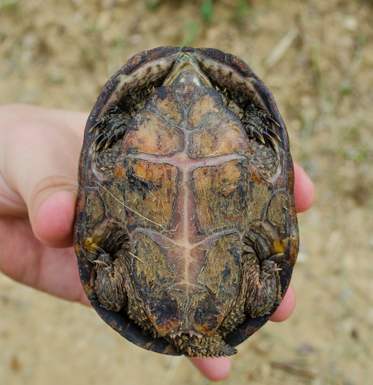 Common Musk Turtle Plastron