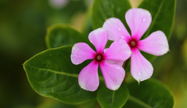 This plant is not less than any life, it has many medicinal properties. Funny Jokes This plant is not less than any life, it has many medicinal properties. Funny Jokes