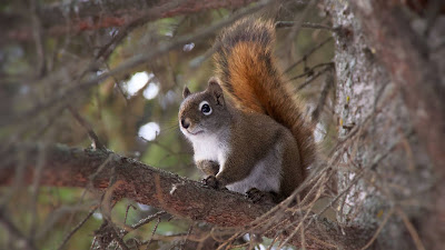 Wallpaper free cute fluffy squirrel HD