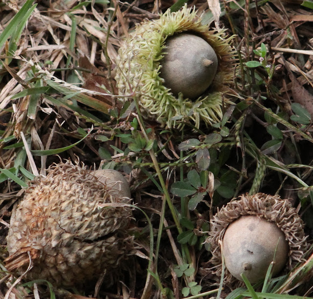 Nature Devotions Bur Oak Acorn