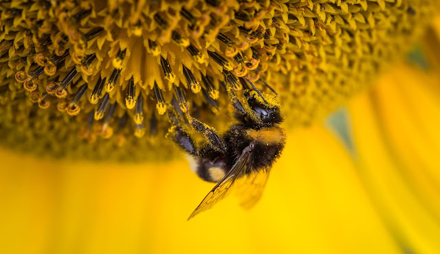Sunflower Wallpapers in 4K - Pics Directory Sunflower Wallpapers in 4K - Pics-Directory
