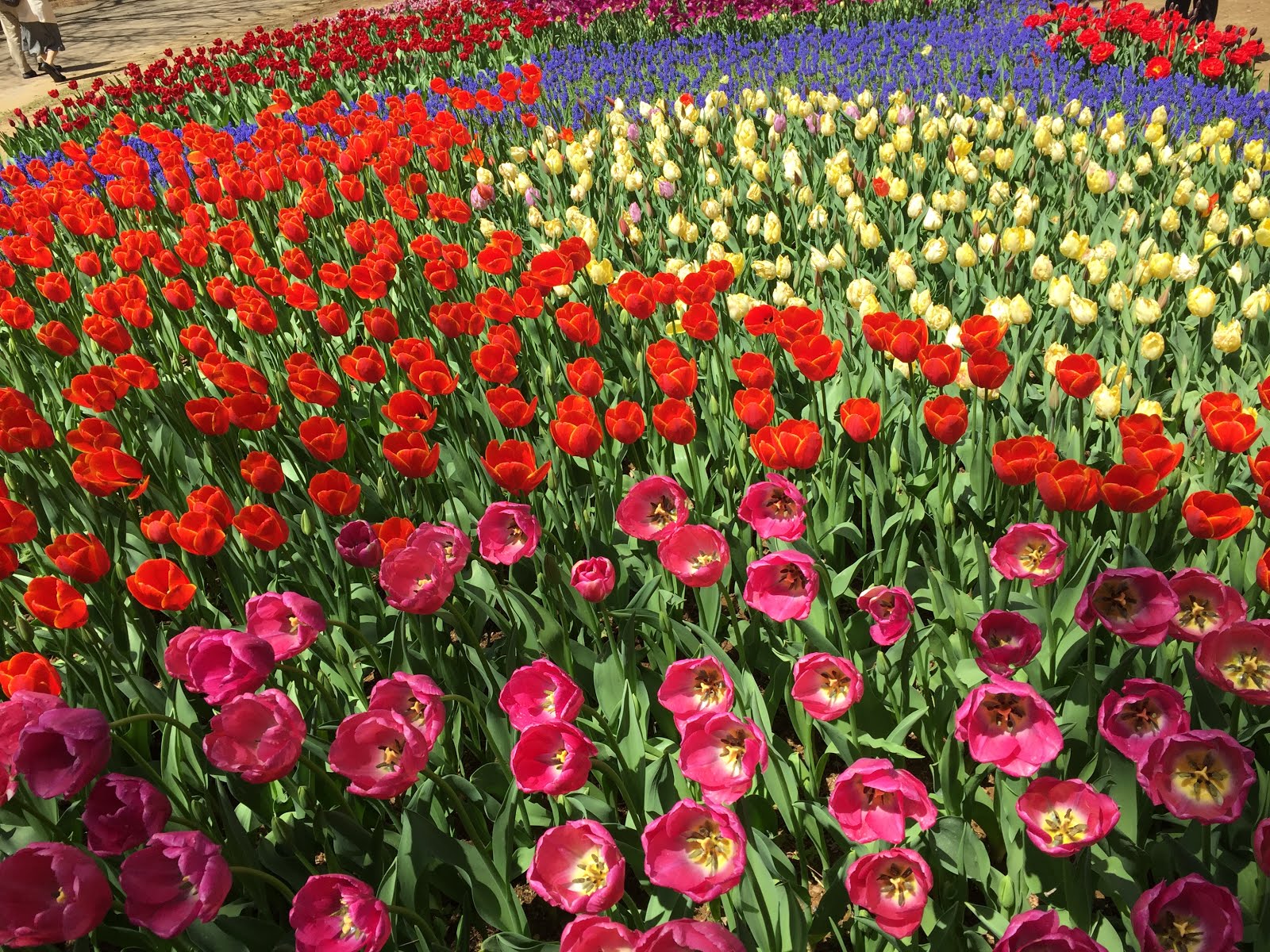 Tokyo�da Gezilecek Yerler HITACHI KAIHIN PARK