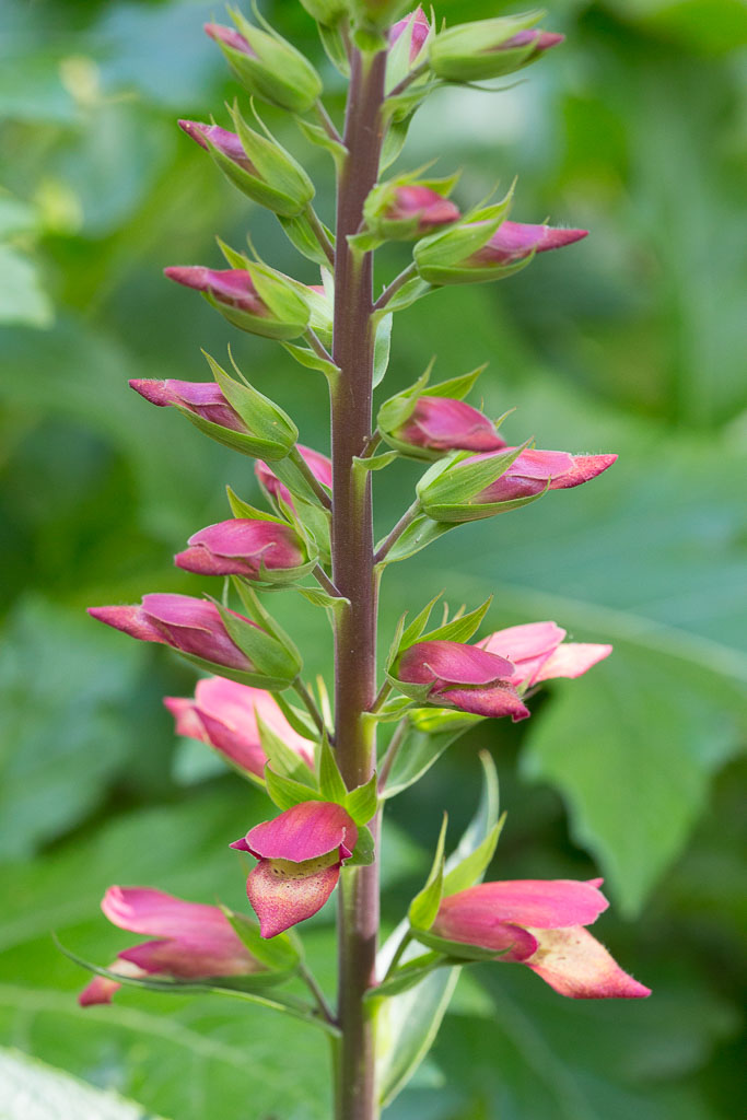 Shadows & Light Tall Spiky Flowers