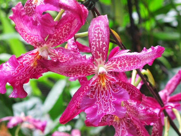 Storczyki W Lesie Równikowym Ogród Botaniczny w Singapurze. Ucywilizowany tropikalny eden