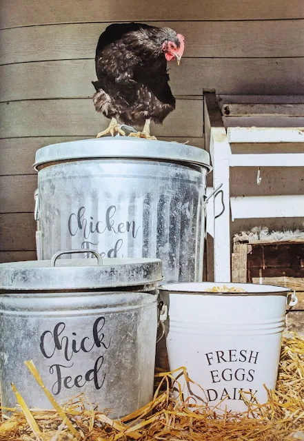 chicken-standing-on-feed-pail