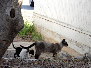 バレンシア大学(Universitat de València)の猫たち