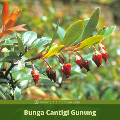 Ciri Ciri Bunga Cantigi Gunung