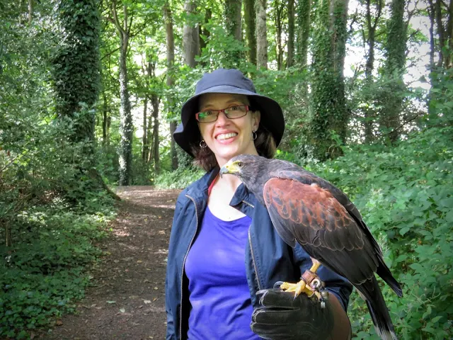 On a hawk walk with a Harris Hawk at Mount Falcon estate in County Mayo, Ireland