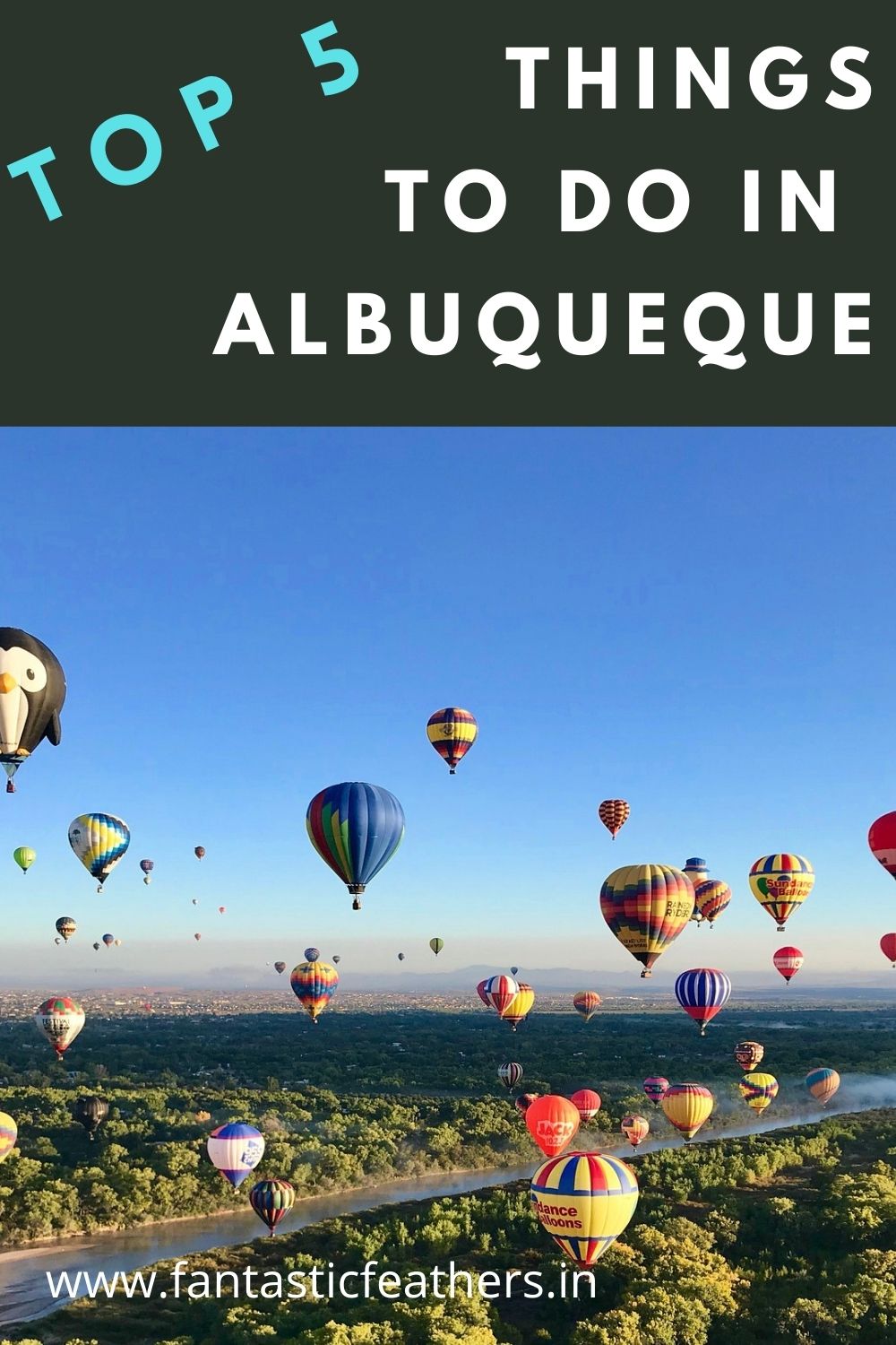 Fantastic Feathers 5 Best things to do in Albuquerque with Kids
