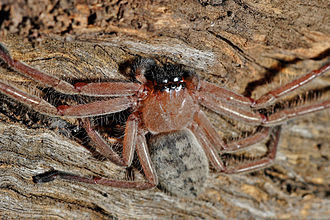 biggest spiders, biggest spiders in world, biggest spiders in the world, giant spiders from australia, biggest australian spider, biggest spiders in australia, giant spiders movie, giant spiders halloween, biggest michigan spiders, giant spiders for halloween decorations,