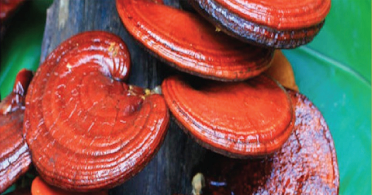 Reishi mushroom amazon Medicinal mushrooms Biobritte mushroom center