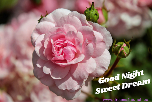 good night rose good night rose