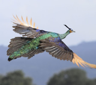 Wisata alam , taman nasional baluran