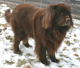 Newfoundland köpeği