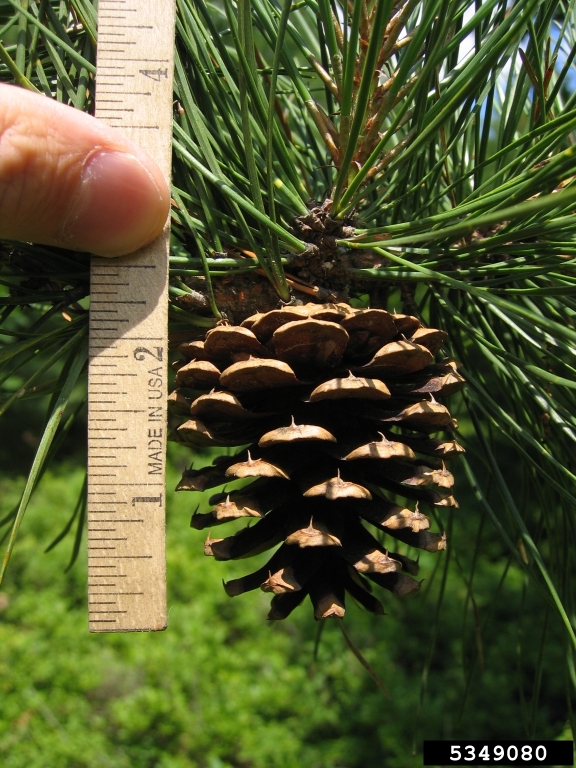 Meet A Tree The Pitch Pine Pinus rigida