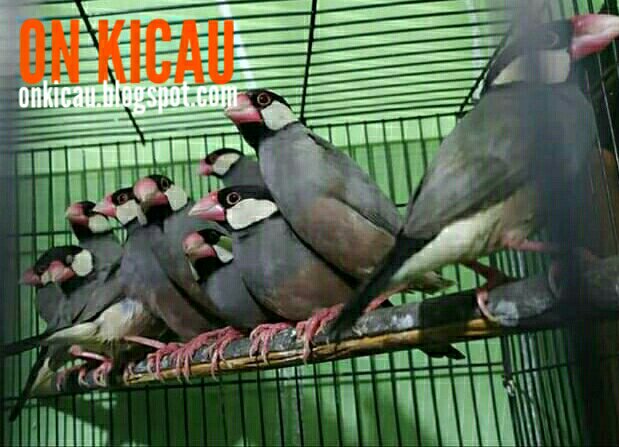 tips perawatan burung gelatik